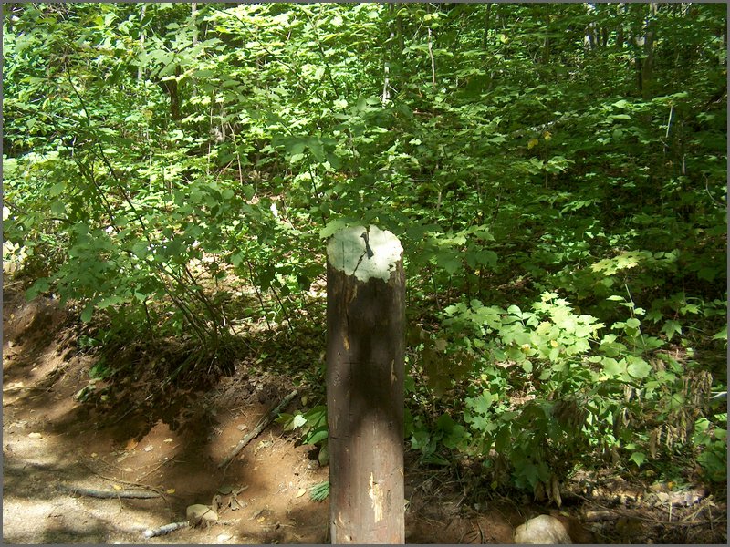 Algonquin_Park_2007_95.jpg