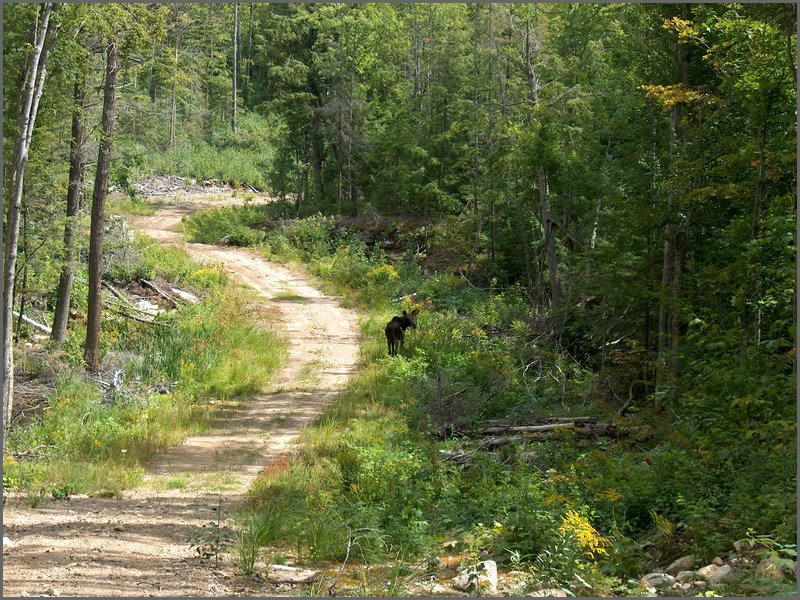 44 Moose On Logging Road.jpg