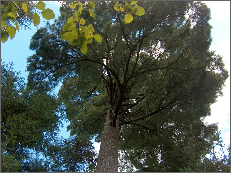55 Big Pine Tree.jpg