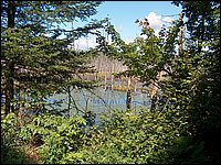 11 Beaver Pond.jpg