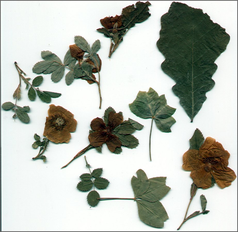 Pressed Flowers.jpg