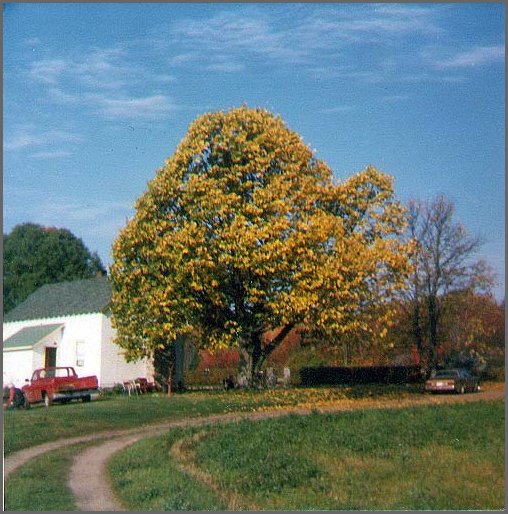 Basswood_Tree.jpg