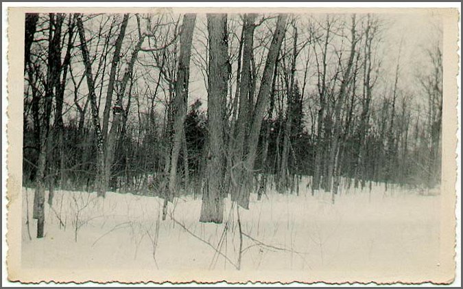 Bush_in_Winter.jpg