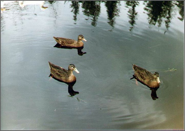 Ducks_On_Pond.jpg