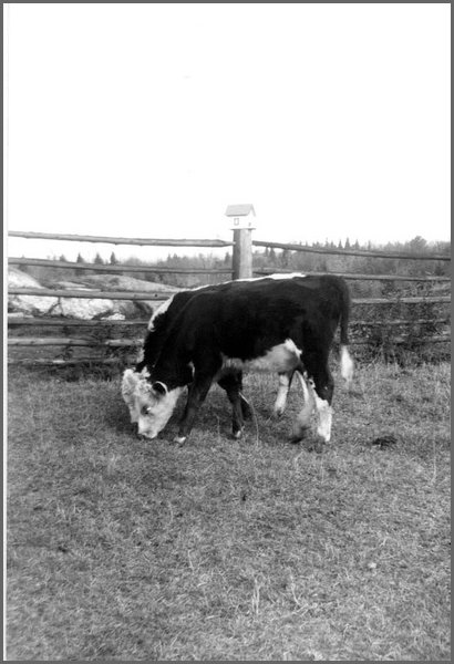 Two_Cows_2.jpg