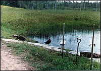 Ducks_On_The_pond.jpg