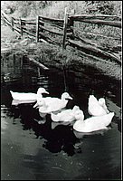 Ducks_in_Creek.jpg