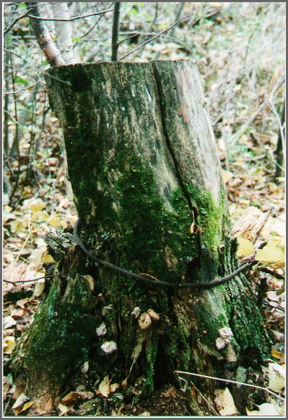 Stump.jpg