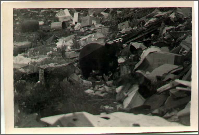 B&W - Bear At Dump.jpg