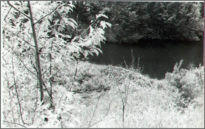 B&W - Beaver Dam.jpg