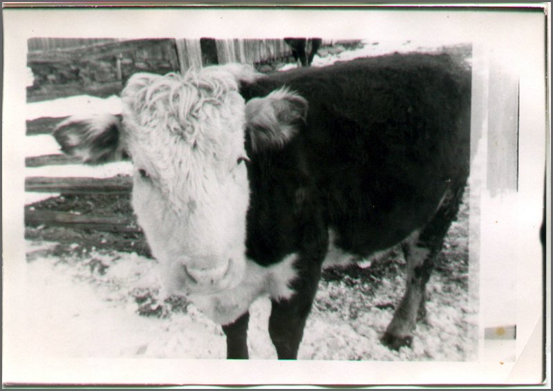 B&W - Herford Cow.jpg