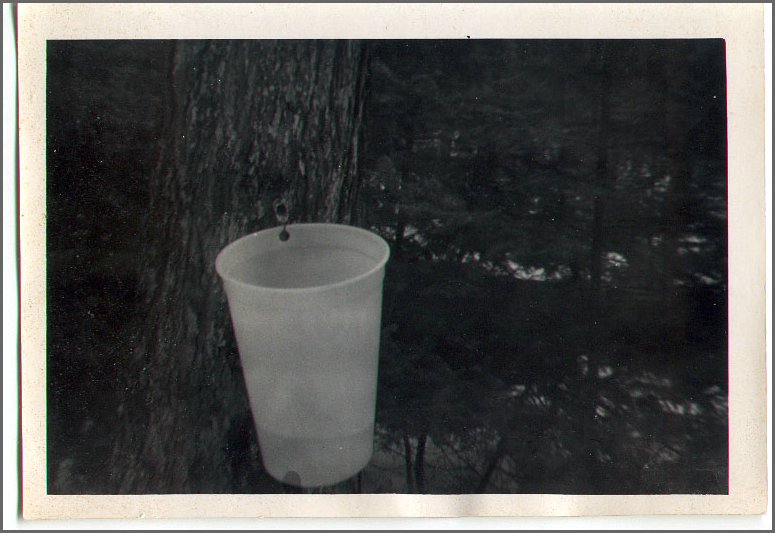 B&W - Maple Syrup Time 1.jpg