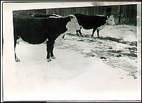 B&W - Cows At Barn.jpg