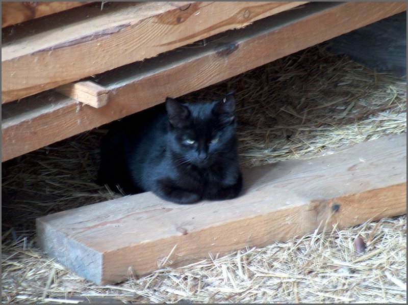 Cat In Barn.jpg