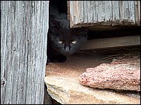 Black Cat1.jpg