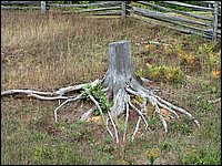 Pine Tree Stump.jpg