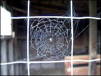 Spider Web On Door.jpg