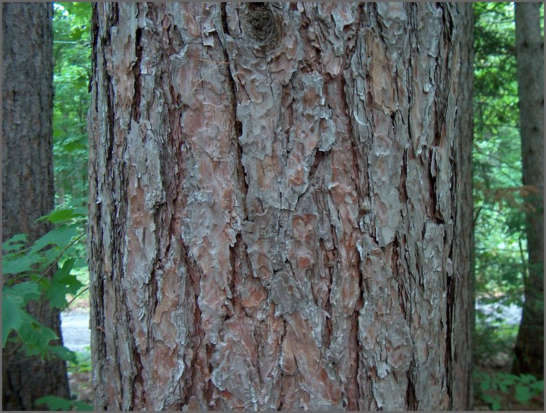 Pine Tree Closeup.jpg.JPG
