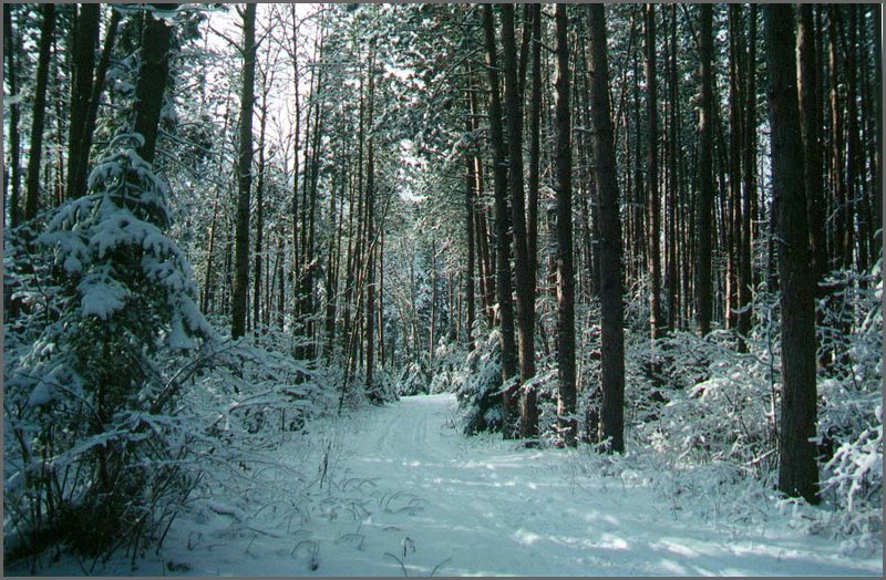 The_Pines_Christmas_2001.jpg