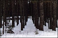 Powassan Jan 88 - The Pines.jpg