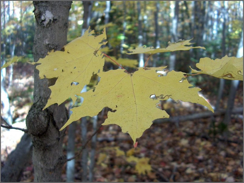 Fall 2004u.jpg