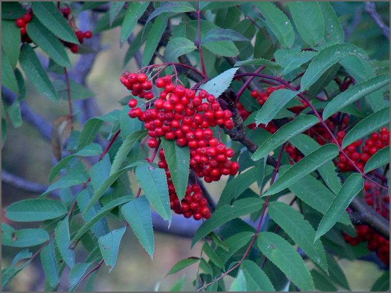 Mountain Ash Berries.jpg