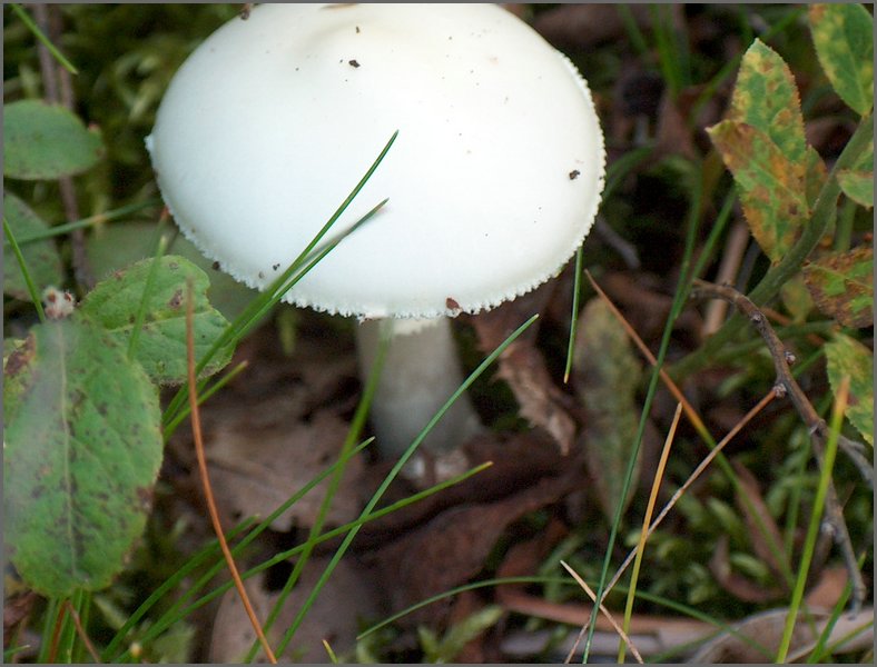 Mushroom on Mountain.jpg