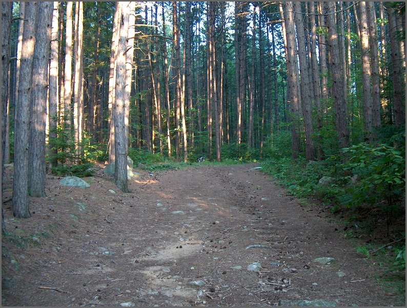Road Into Pines.jpg