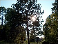 Evening In The Pines.jpg