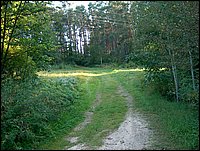 Road By Old Scout Shack.jpg