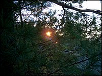 Sunset Thru Pine Tree On Mountain.jpg
