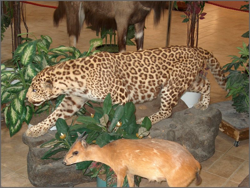 Wildlife Museum 27.jpg