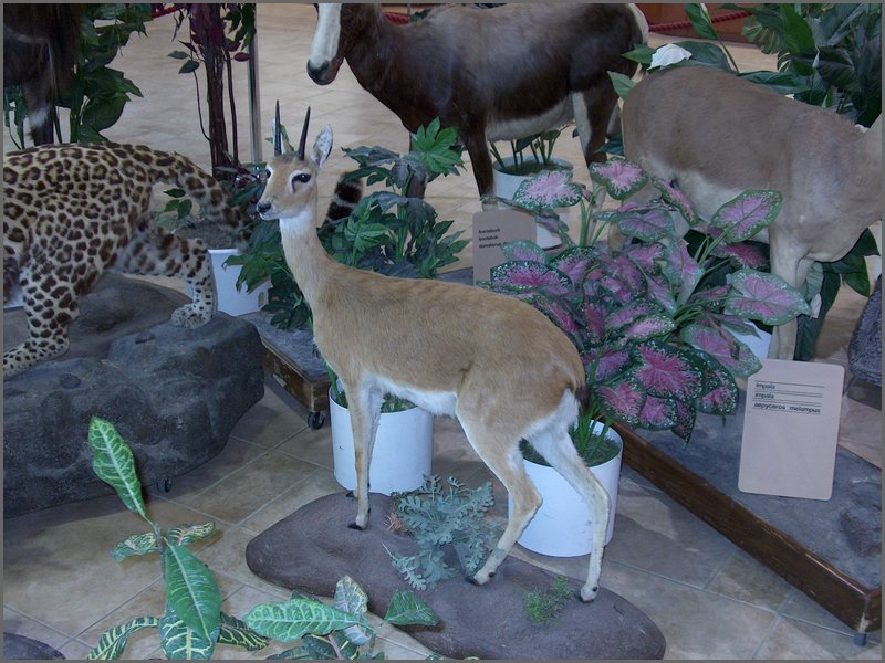 Wildlife Museum 29.jpg