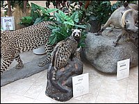 Wildlife Museum 16.jpg