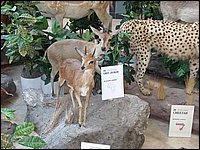 Wildlife Museum 22.jpg