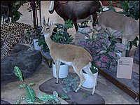 Wildlife Museum 29.jpg