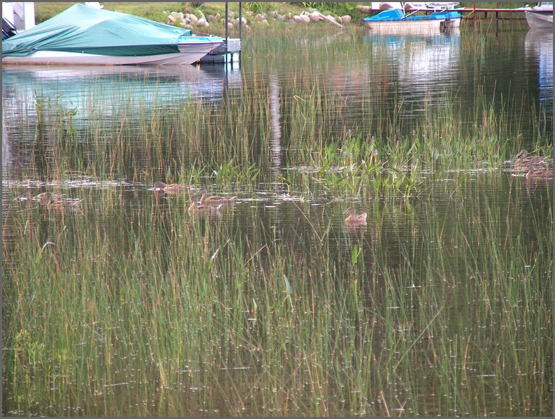 Ducks on Wolfe Lake.jpg