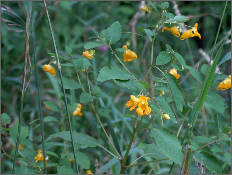 Flowers At Wolfe Lake.jpg