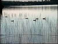 Ducks at Sunset On Wolfe Lake.jpg