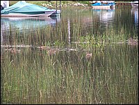 Ducks on Wolfe Lake.jpg